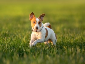 Family Escape am See in Ketsch am Rhein | 2 Nächte 