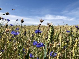 Herbsturlaub am Jasmunder Bodden | 4 Tage Rügen